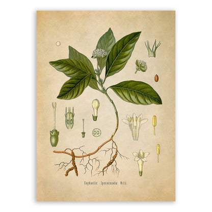 Ipecacuanha Plant Botanical Illustration Print, MOBO75