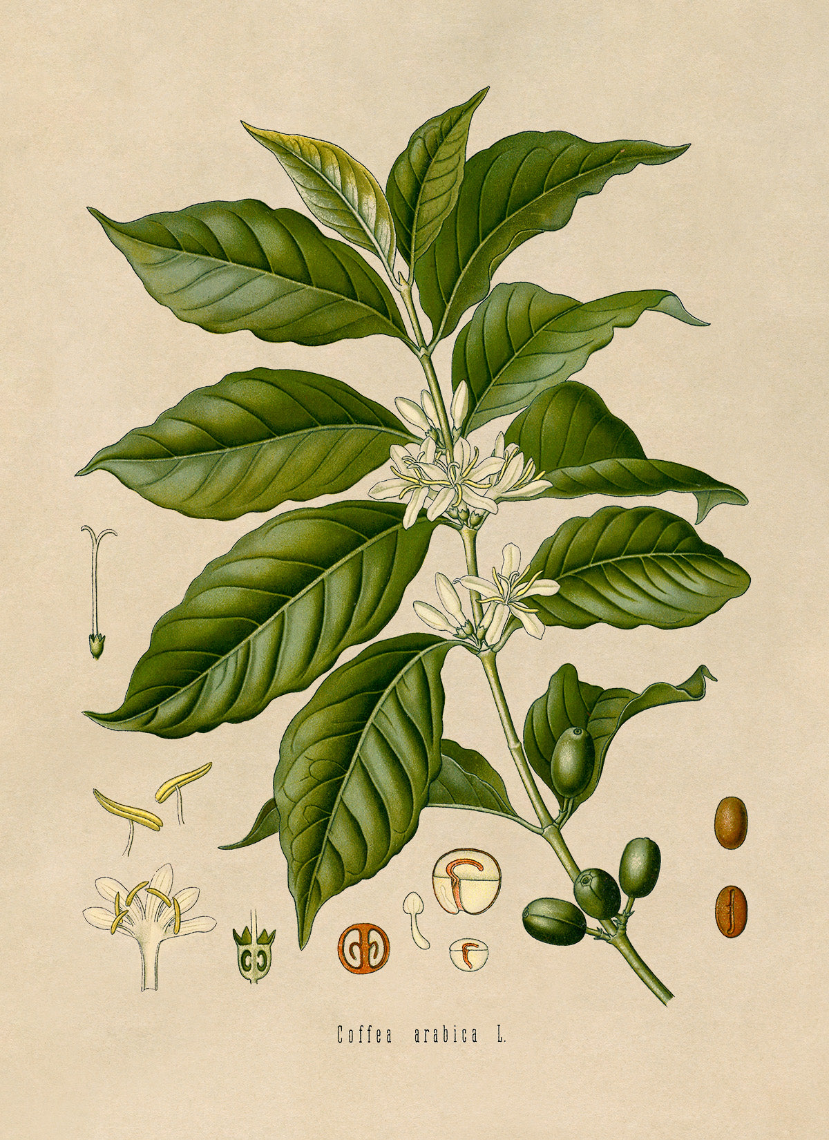 Arabica Coffee Plant Botanical Illustration Print, MOBO76