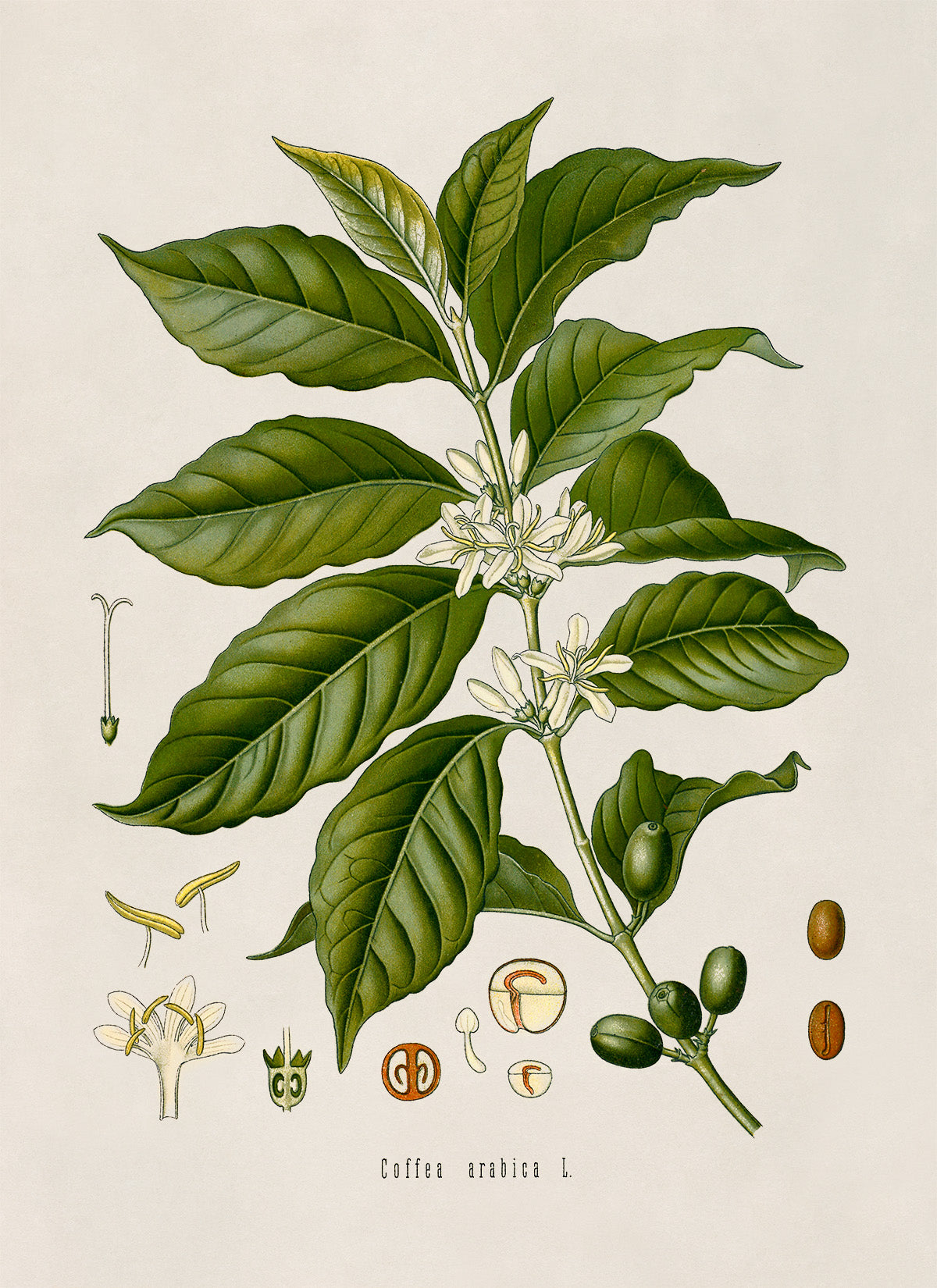 Arabica Coffee Plant Botanical Illustration Print, MOBO76