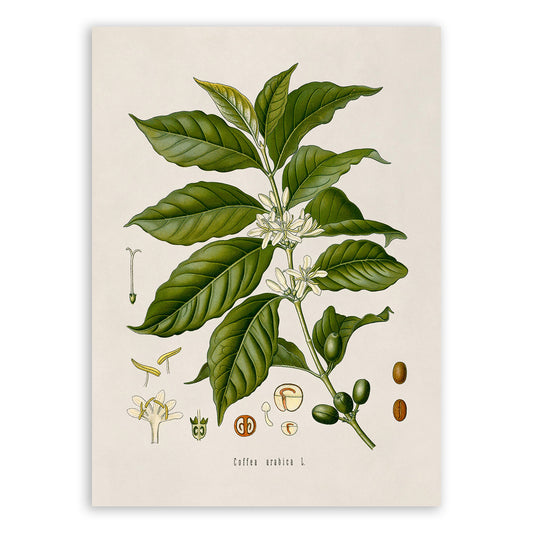 Arabica Coffee Plant Botanical Illustration Print, MOBO76