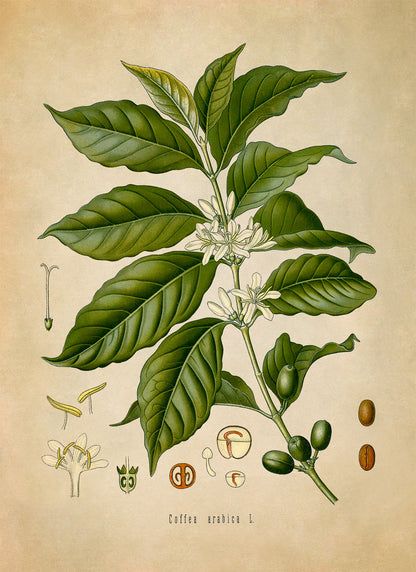 Arabica Coffee Plant Botanical Illustration Print, MOBO76