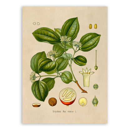 Strychnine Tree Botanical Illustration Print, MOBO77