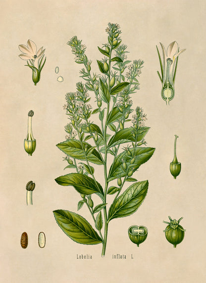 Indian Tobacco Botanical Illustration Print, MOBO79