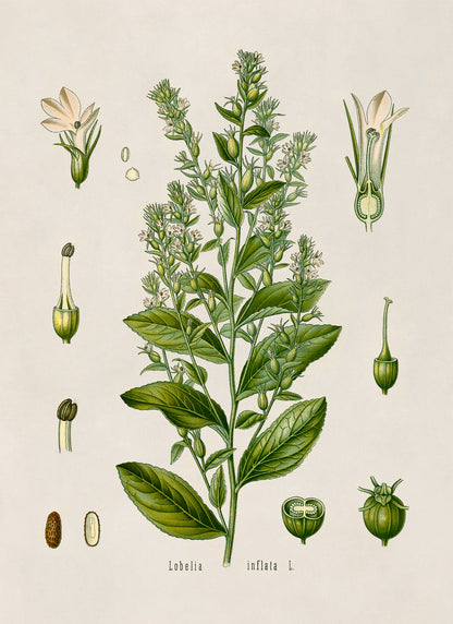 Indian Tobacco Botanical Illustration Print, MOBO79