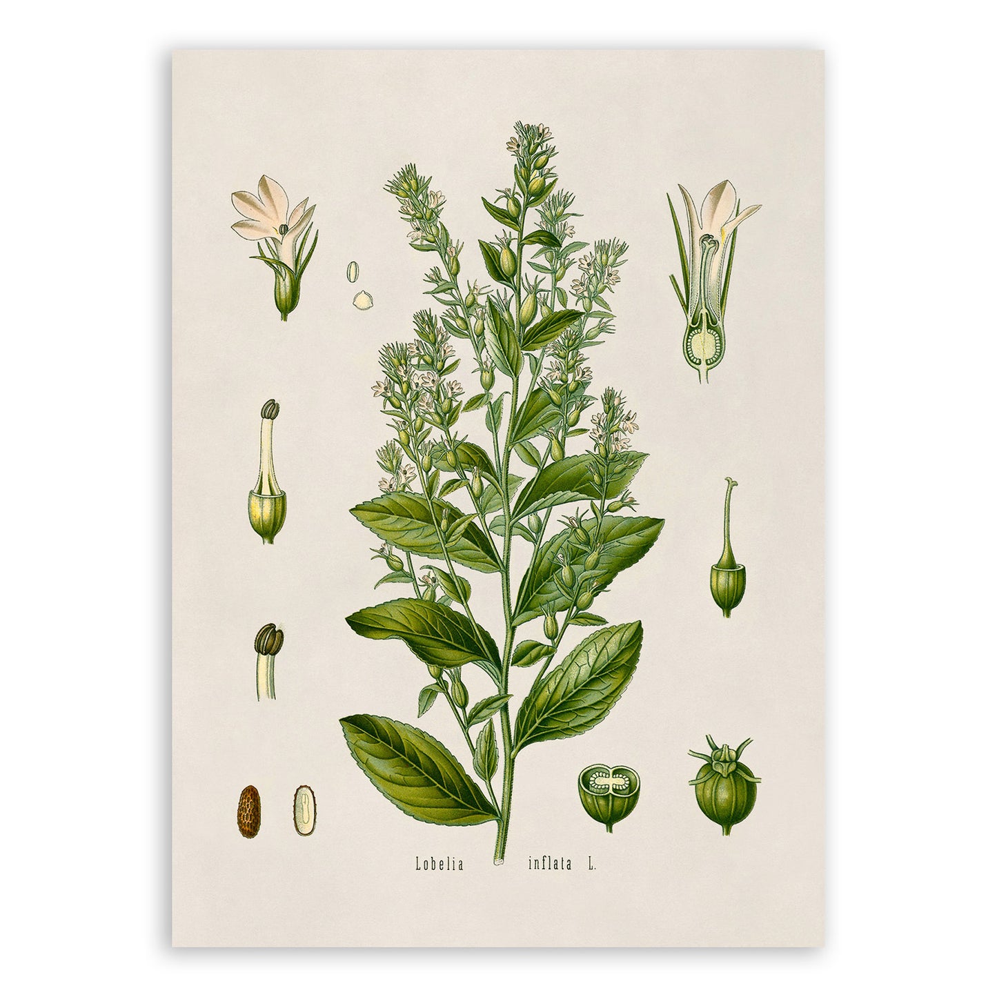 Indian Tobacco Botanical Illustration Print, MOBO79