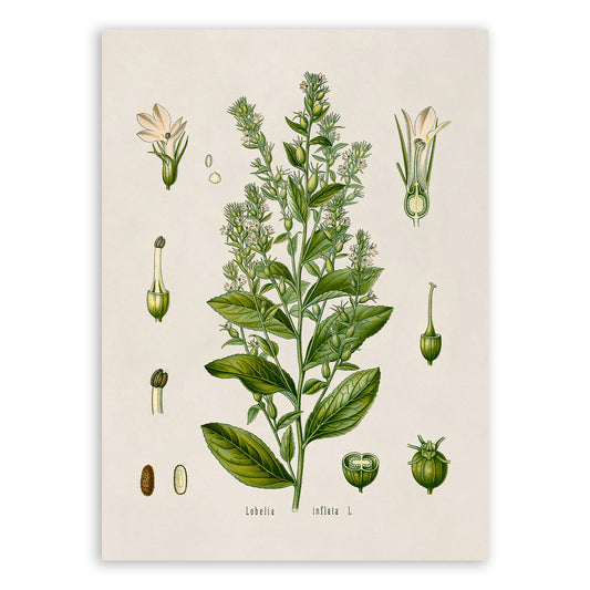 Indian Tobacco Botanical Illustration Print, MOBO79