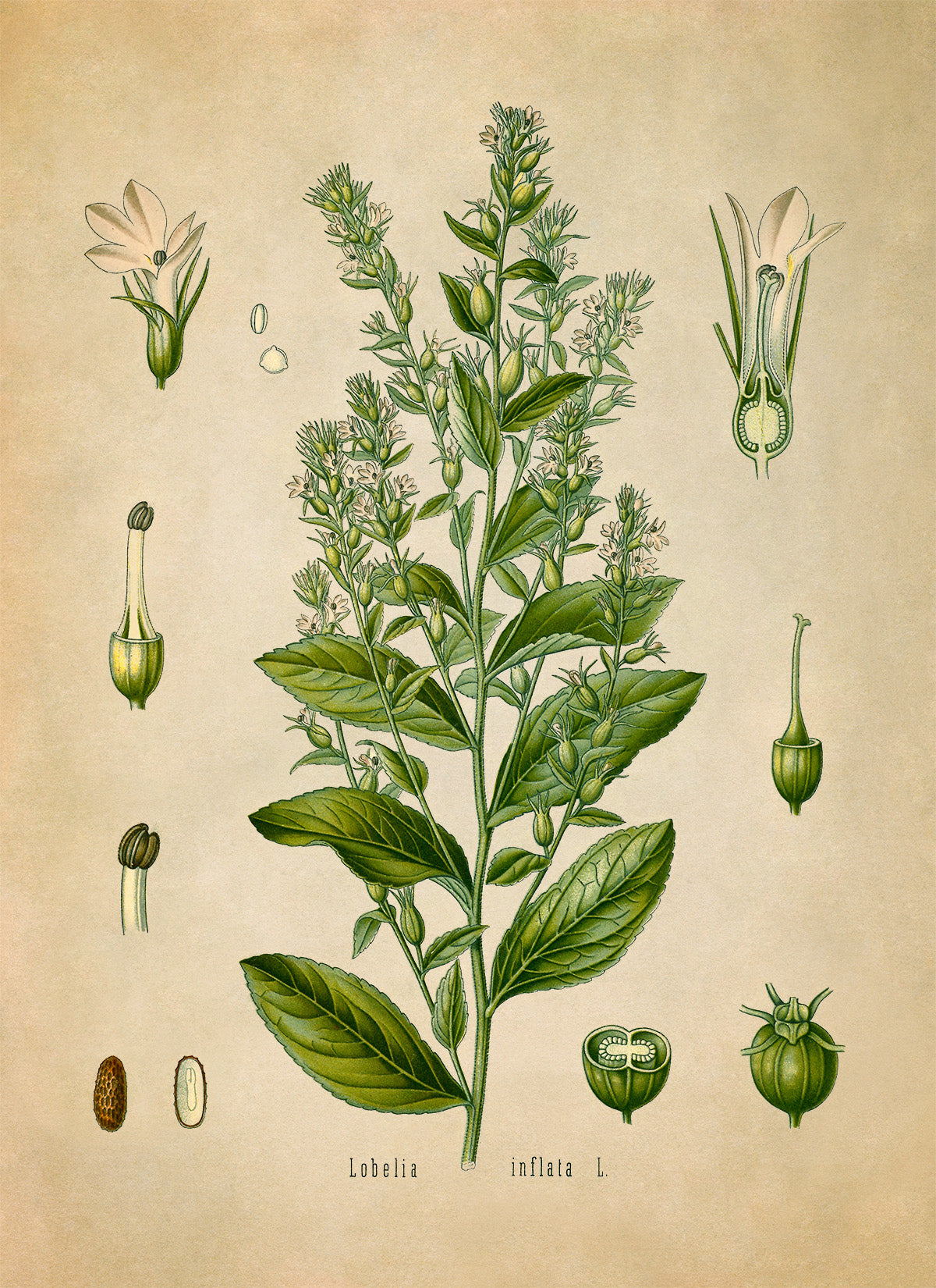 Indian Tobacco Botanical Illustration Print, MOBO79