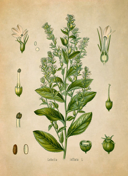 Indian Tobacco Botanical Illustration Print, MOBO79