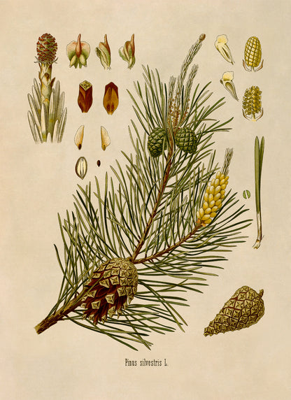 Scots Pine Tree Botanical Illustration Print, MOBO7