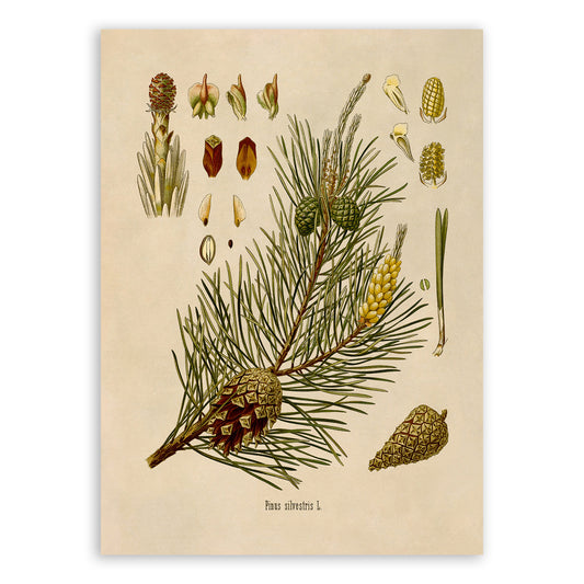 Scots Pine Tree Botanical Illustration Print, MOBO7