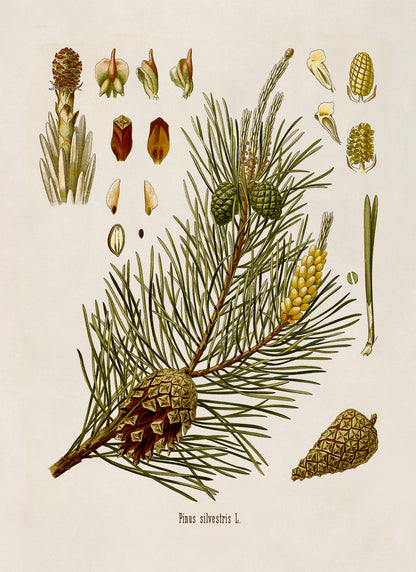 Scots Pine Tree Botanical Illustration Print, MOBO7