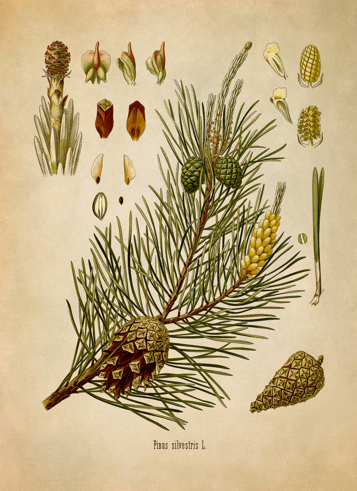 Scots Pine Tree Botanical Illustration Print, MOBO7