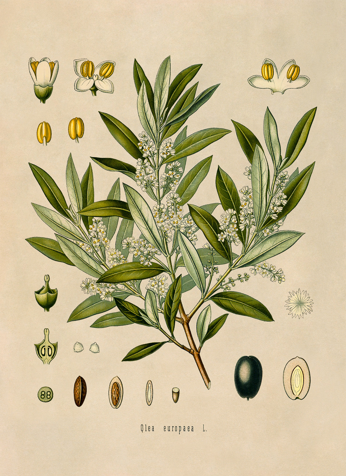 Olive Tree Botanical Illustration Print, MOBO80