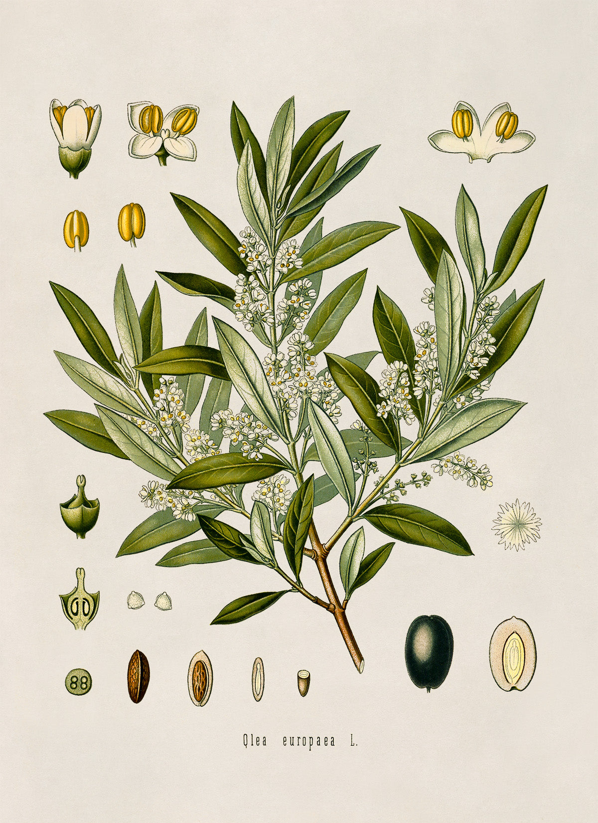 Olive Tree Botanical Illustration Print, MOBO80