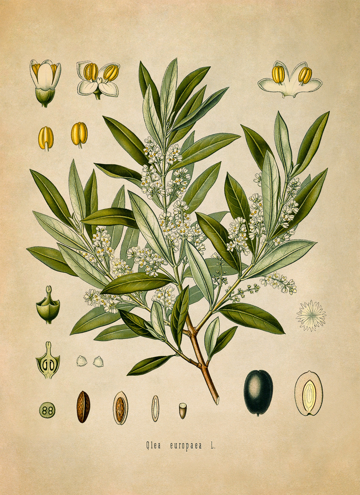 Olive Tree Botanical Illustration Print, MOBO80