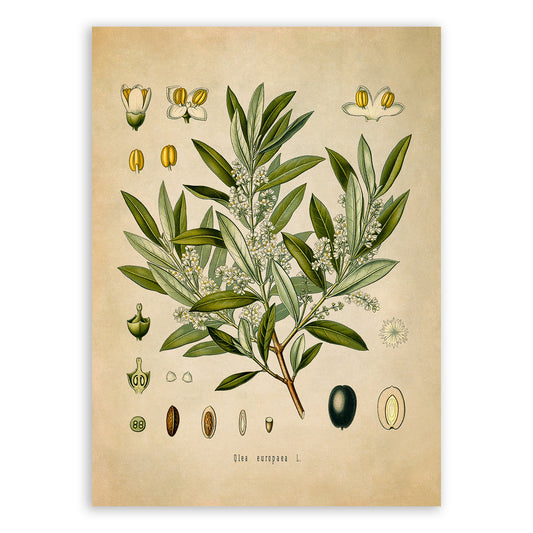 Olive Tree Botanical Illustration Print, MOBO80