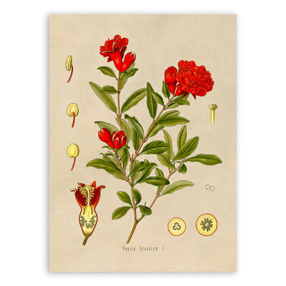 Pomegranate Fruit Plant Botanical Illustration Print, MOBO81