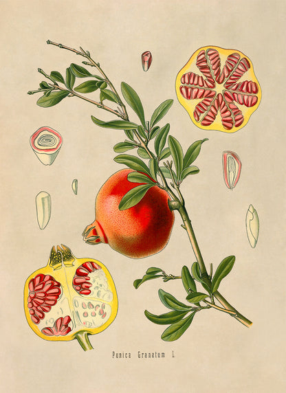 Pomegranate Fruit Plant Botanical Illustration Print, MOBO82