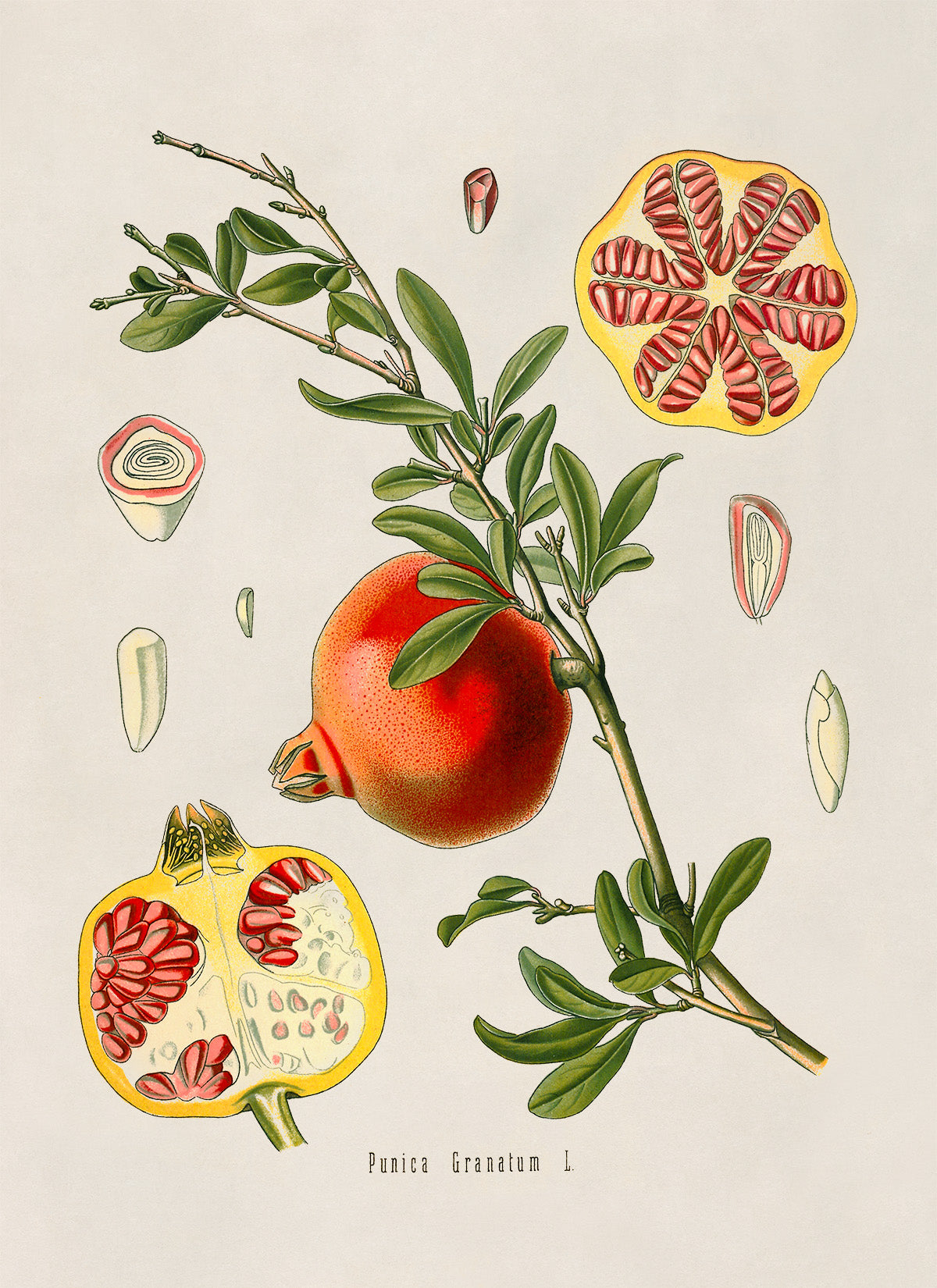 Pomegranate Fruit Plant Botanical Illustration Print, MOBO82