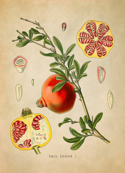 Pomegranate Fruit Plant Botanical Illustration Print, MOBO82