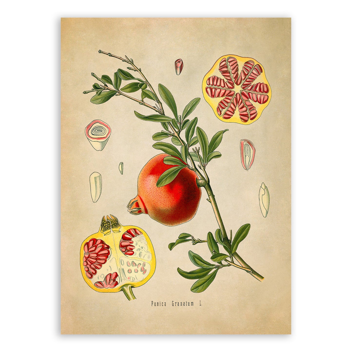 Pomegranate Fruit Plant Botanical Illustration Print, MOBO82