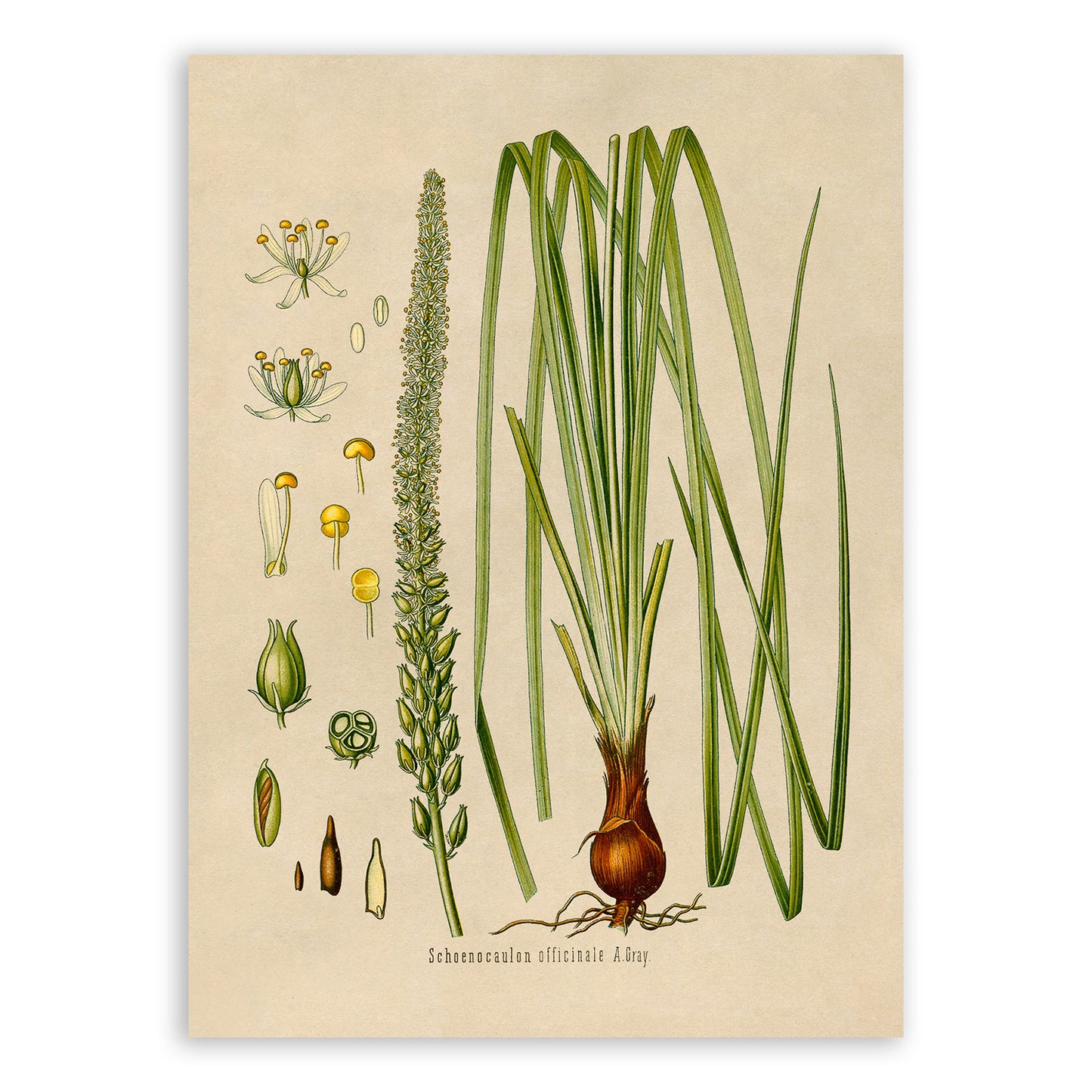 Sabadilla Plant Botanical Illustration Print, MOBO83