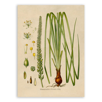 Sabadilla Plant Botanical Illustration Print, MOBO83