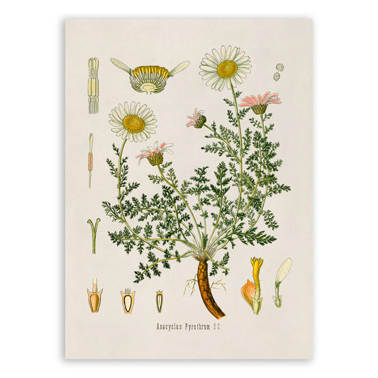 Mount Atlas Daisy Flower Botanical Illustration Print, MOBO84