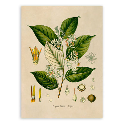 Gum Benjamin Tree Botanical Illustration Print, MOBO85