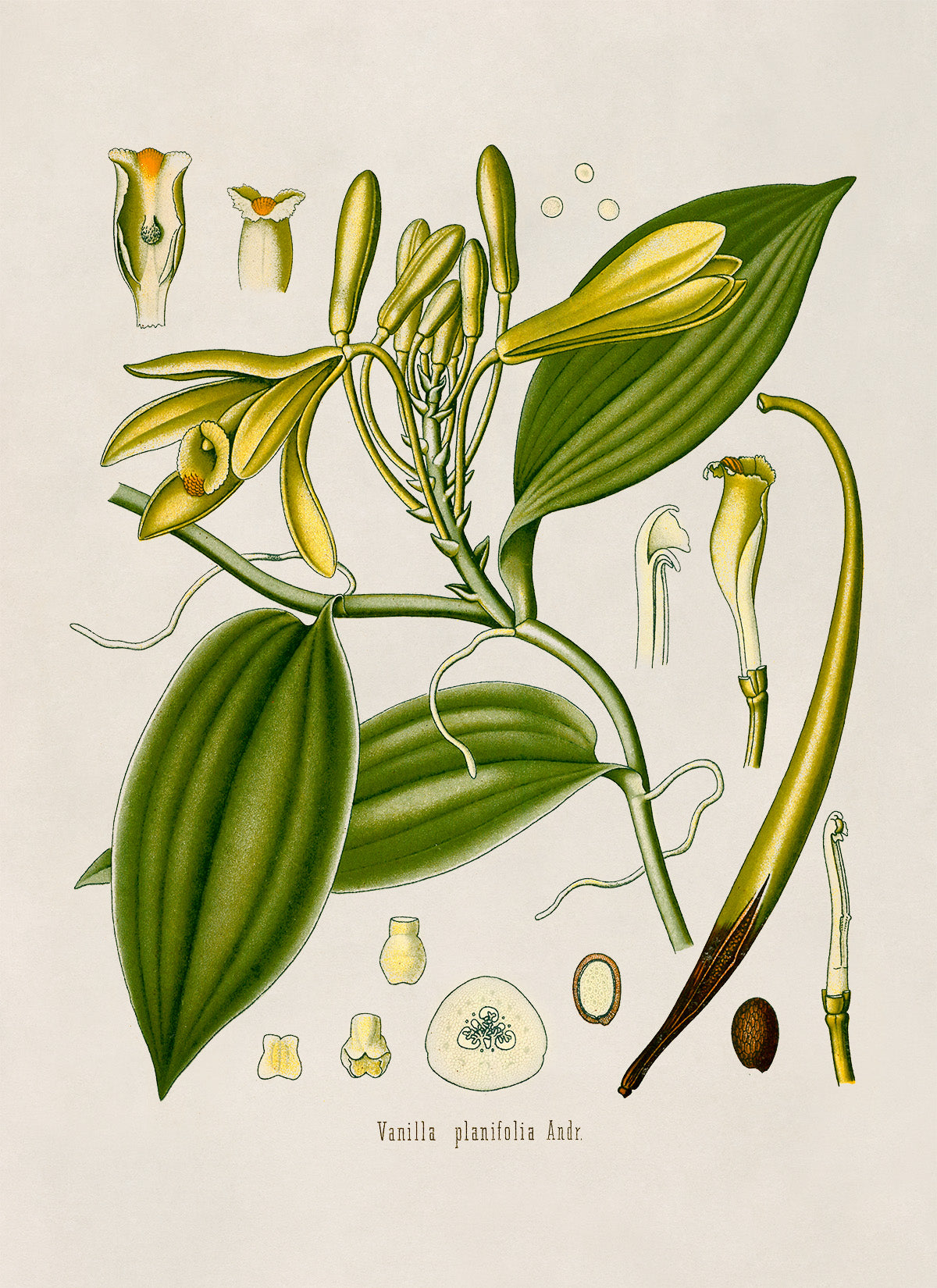 Vanilla Plant Botanical Illustration Print, MOBO86