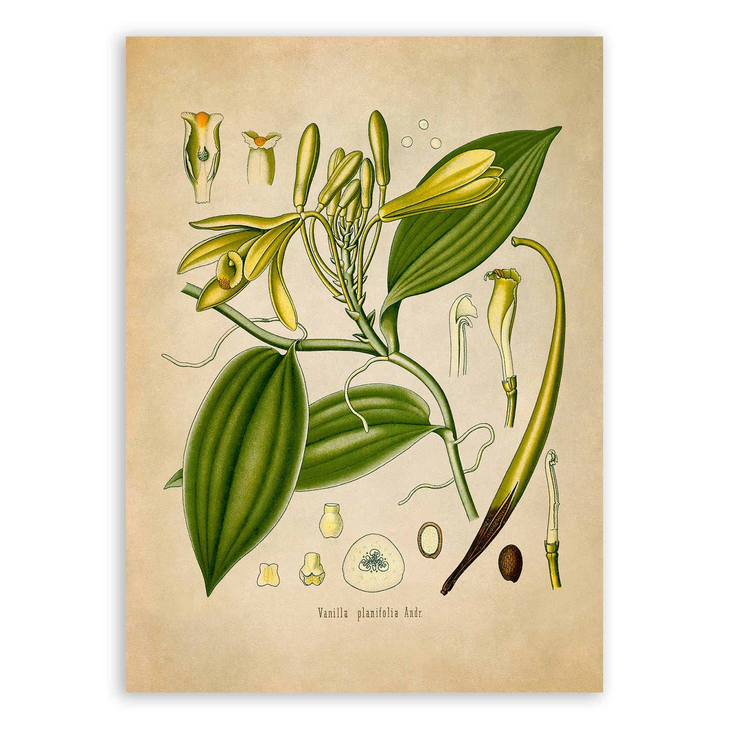 Vanilla Plant Botanical Illustration Print, MOBO86