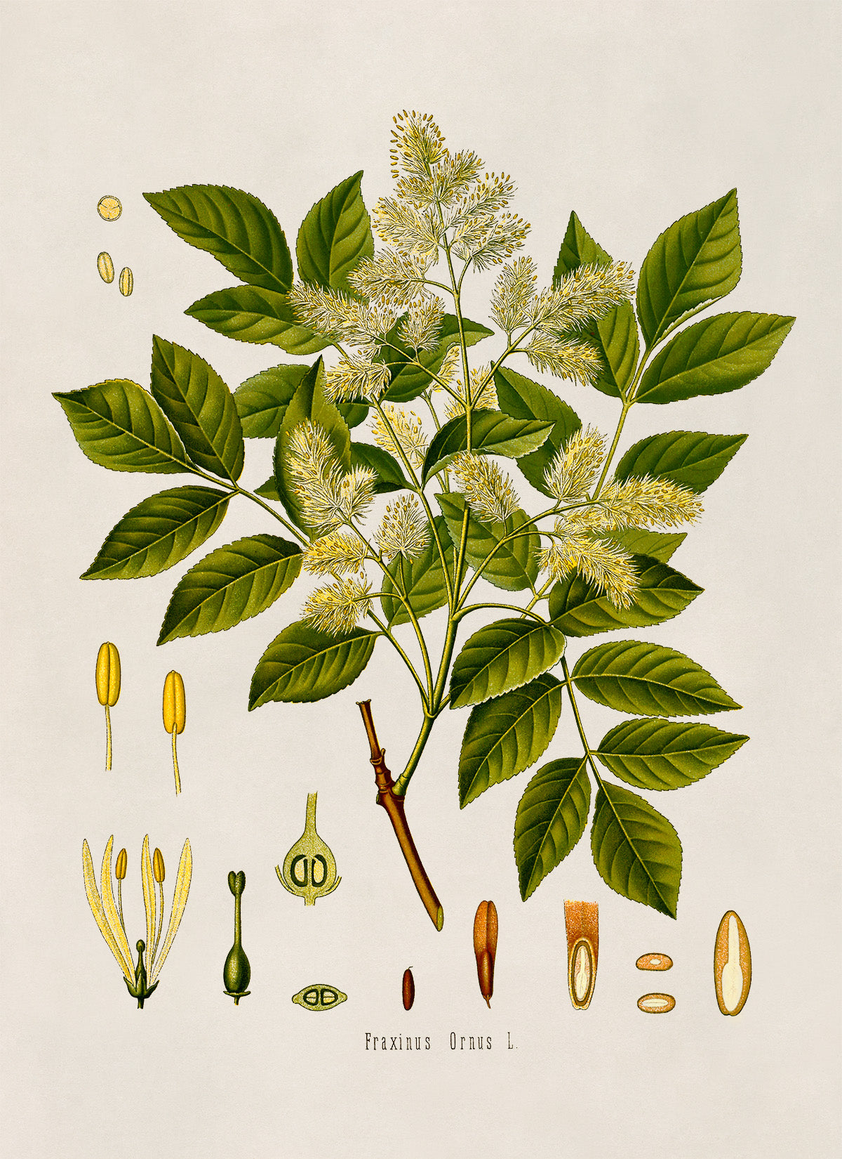 Manna Ash Tree Botanical Illustration Print, MOBO87