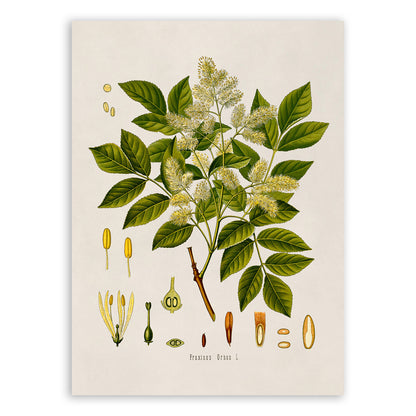 Manna Ash Tree Botanical Illustration Print, MOBO87