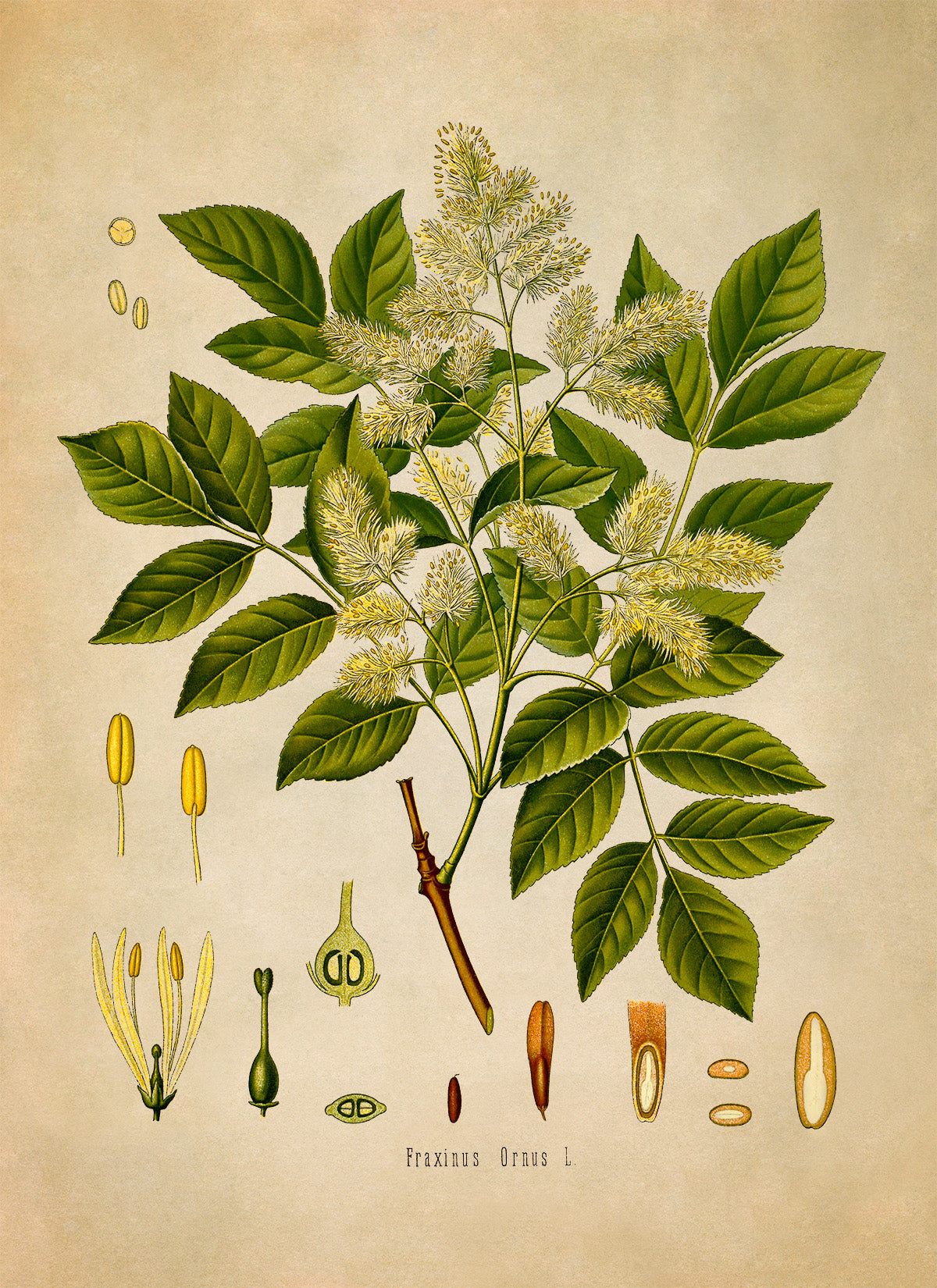 Manna Ash Tree Botanical Illustration Print, MOBO87