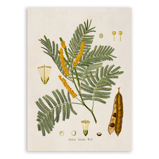 Kher Tree Botanical Illustration Print, MOBO88