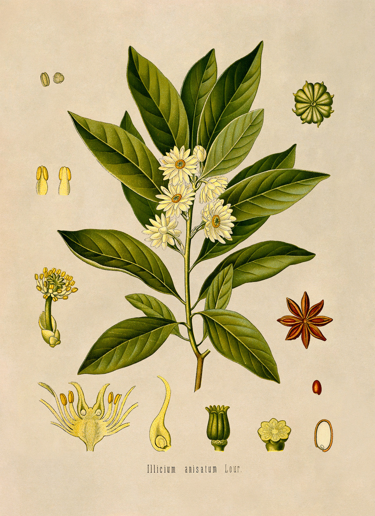 Japanese Star Anise Tree Botanical Illustration Print, MOBO89