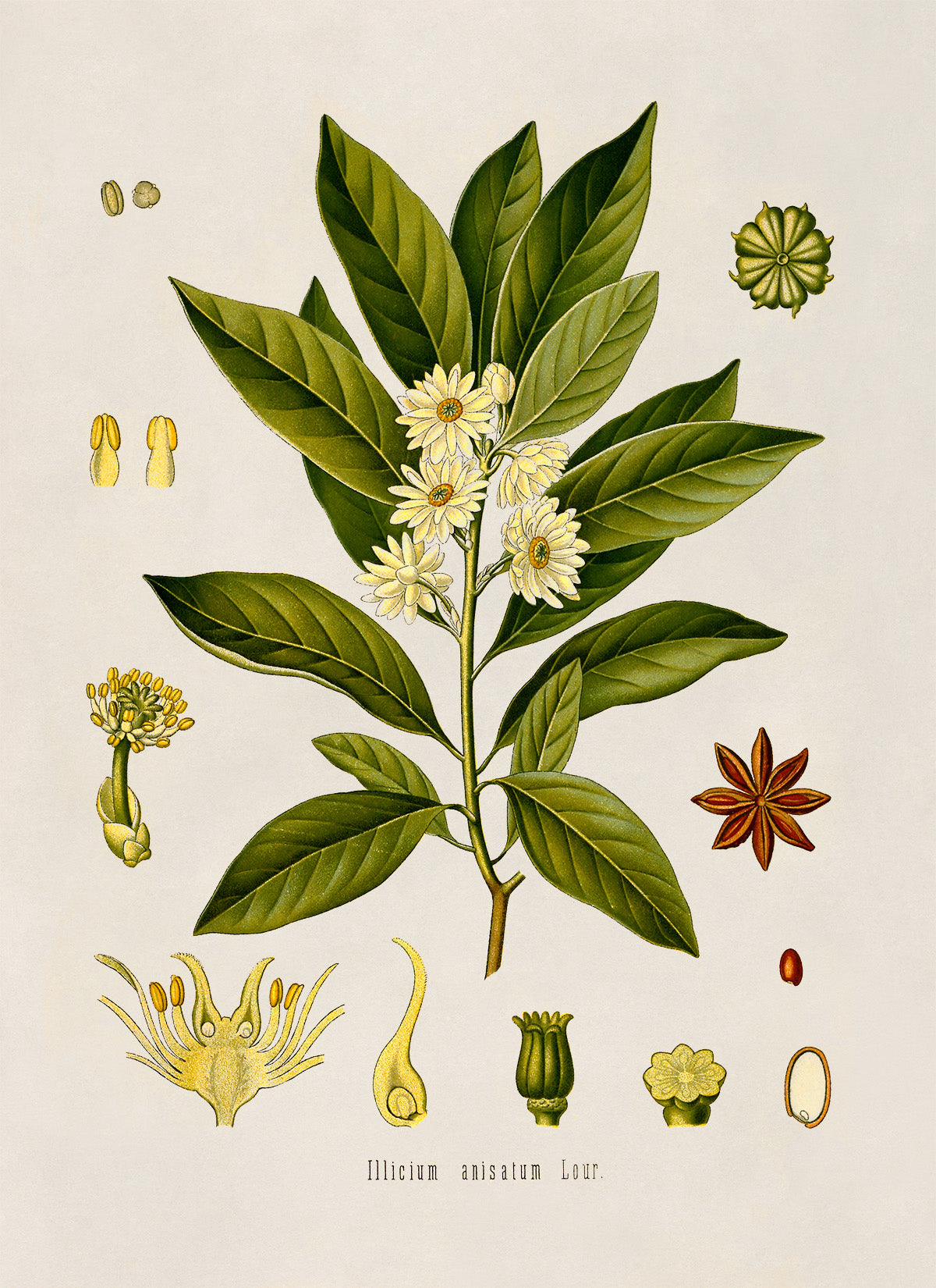 Japanese Star Anise Tree Botanical Illustration Print, MOBO89