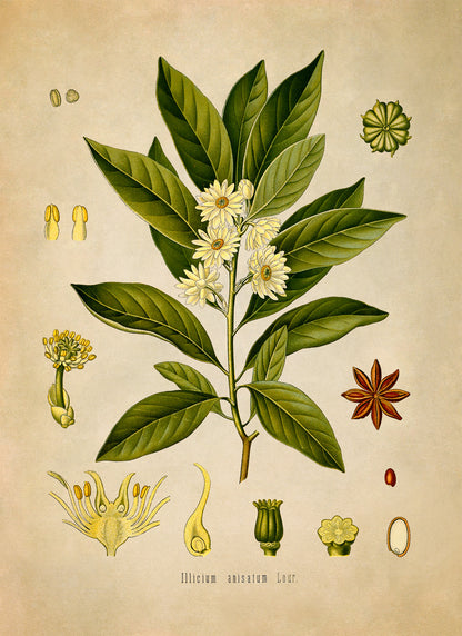 Japanese Star Anise Tree Botanical Illustration Print, MOBO89