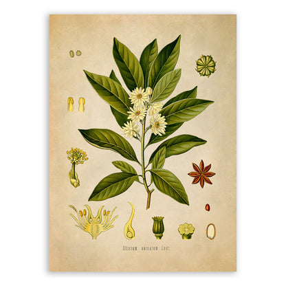 Japanese Star Anise Tree Botanical Illustration Print, MOBO89