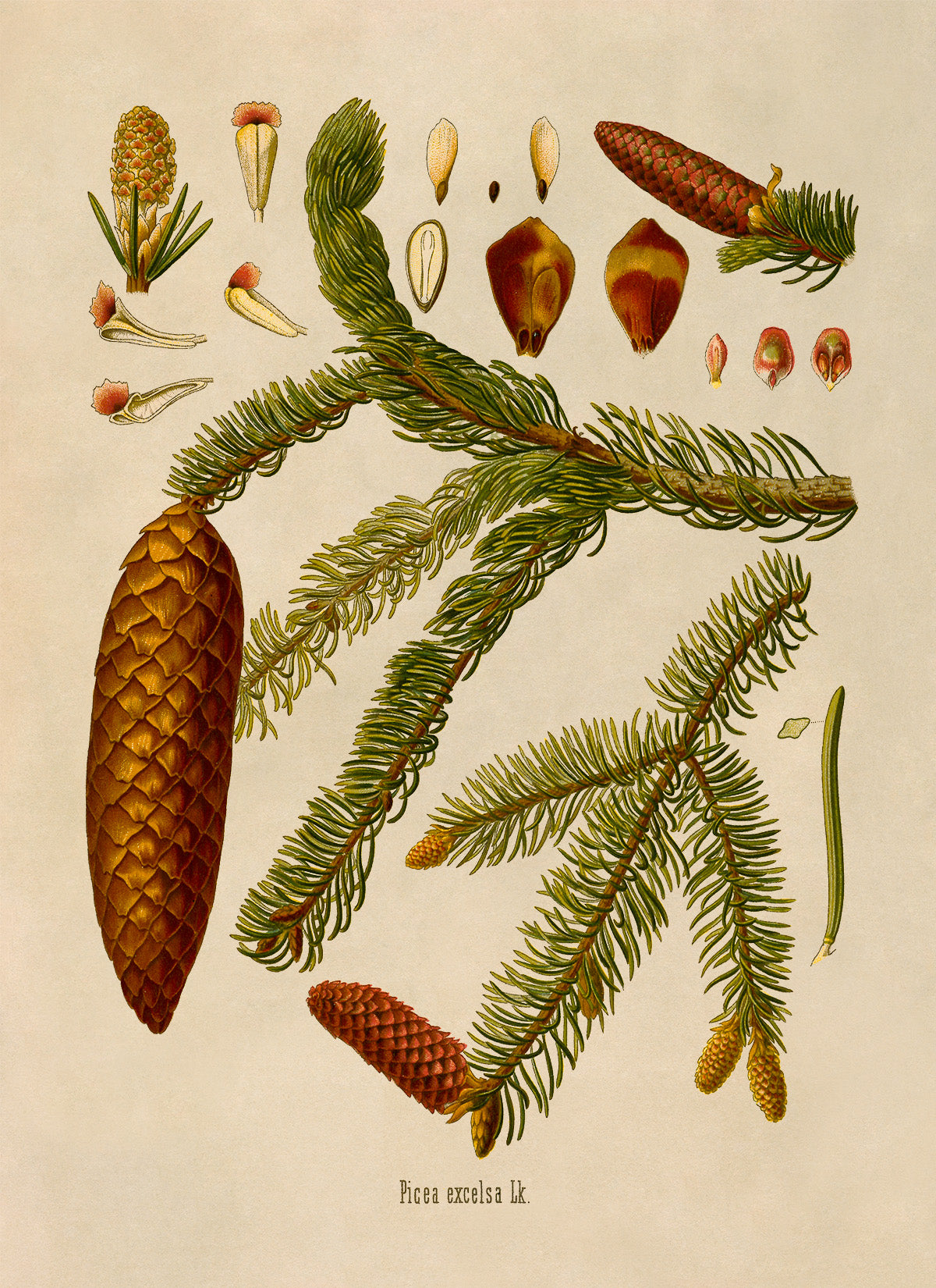 Norway Spruce Tree Botanical Illustration Print, MOBO8