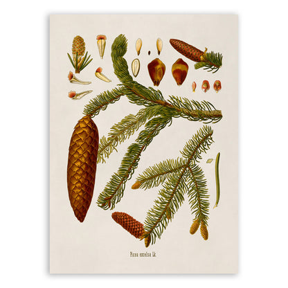 Norway Spruce Tree Botanical Illustration Print, MOBO8