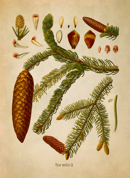 Norway Spruce Tree Botanical Illustration Print, MOBO8