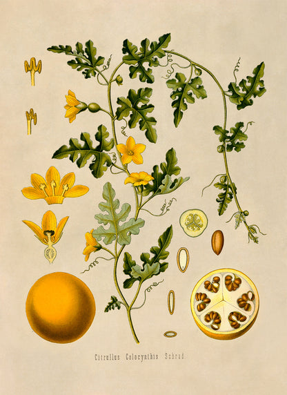 Colocynth Wild Gourd Plant Botanical Illustration Print, MOBO90