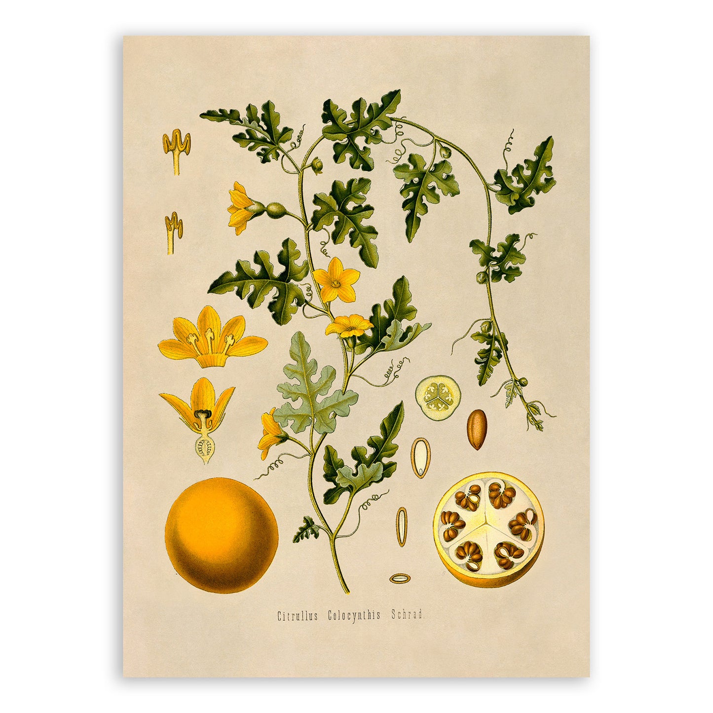 Colocynth Wild Gourd Plant Botanical Illustration Print, MOBO90