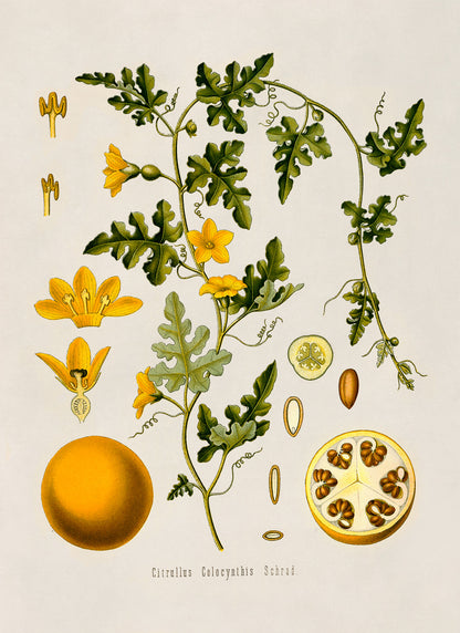 Colocynth Wild Gourd Plant Botanical Illustration Print, MOBO90