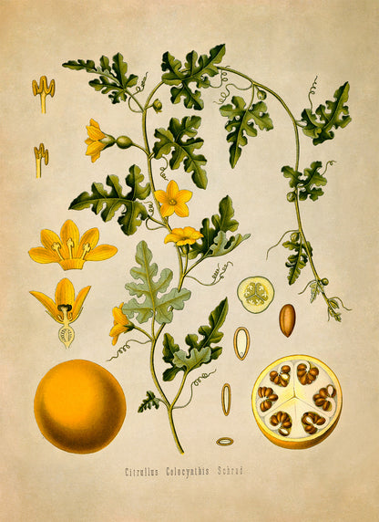 Colocynth Wild Gourd Plant Botanical Illustration Print, MOBO90