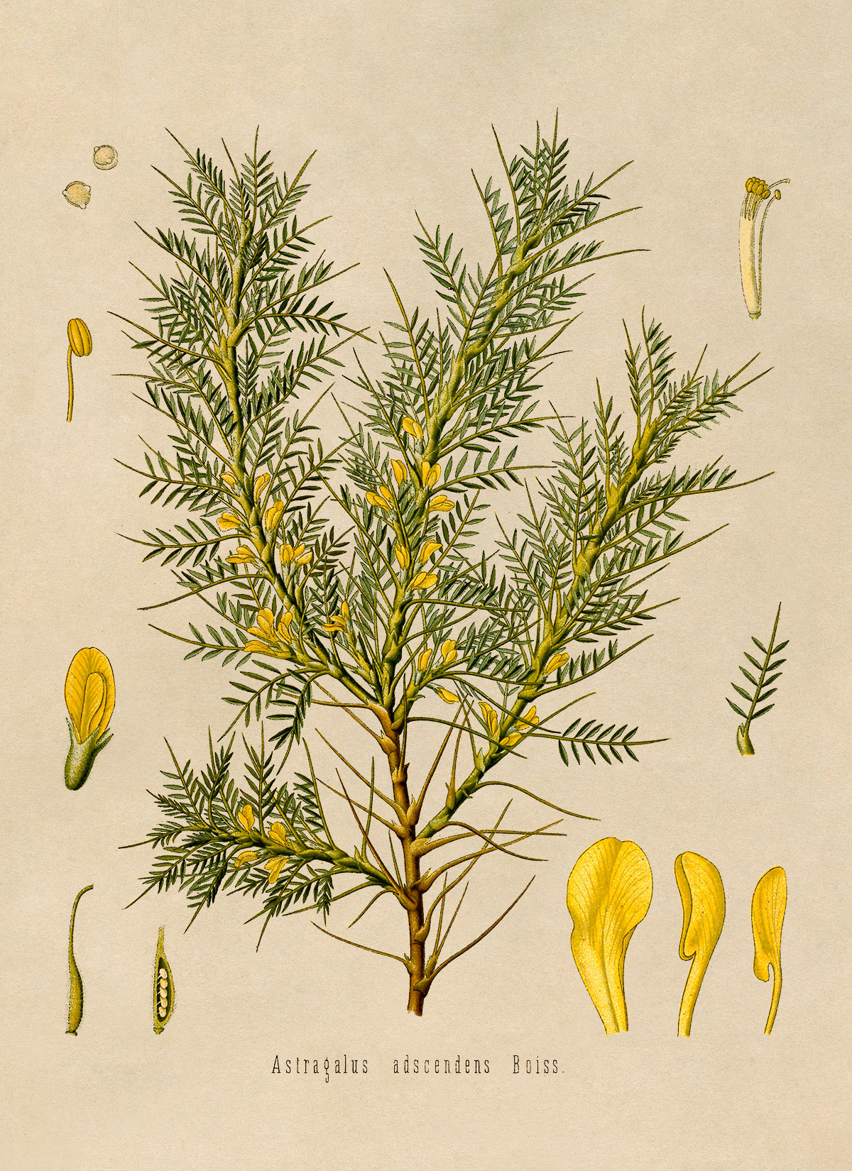 Persian Manna Plant Botanical Illustration Print, MOBO91