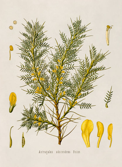 Persian Manna Plant Botanical Illustration Print, MOBO91