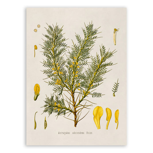 Persian Manna Plant Botanical Illustration Print, MOBO91