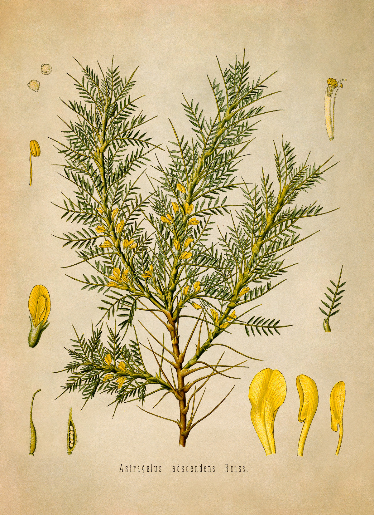 Persian Manna Plant Botanical Illustration Print, MOBO91